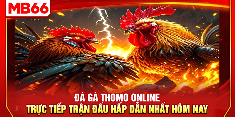 Đá Gà Thomo Online – Trực Tiếp Trận Đấu Hấp Dẫn Nhất Hôm Nay