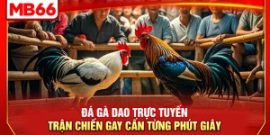 Đá Gà Dao Trực Tuyến – Trận Chiến Gay Cấn Từng Phút Giây