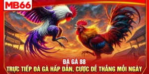 Đá Gà 88 – Trực Tiếp Đá Gà Hấp Dẫn, Cược Dễ Thắng Mỗi Ngày