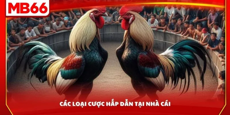 Các loại cược hấp dẫn tại nhà cái