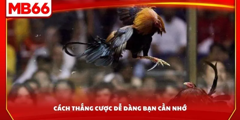 Cách thắng cược dễ dàng bạn cần nhớ