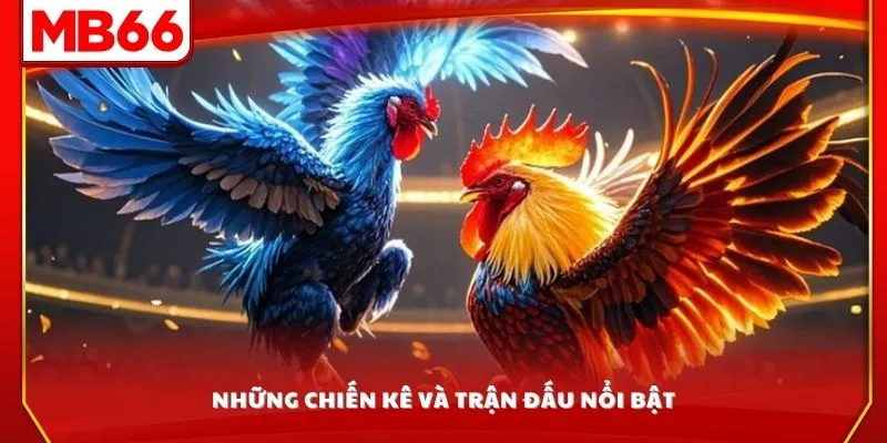 Những chiến kê và trận đấu nổi bật