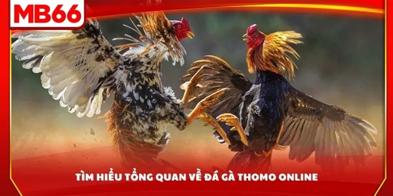 Tìm hiểu tổng quan về đá gà Thomo online